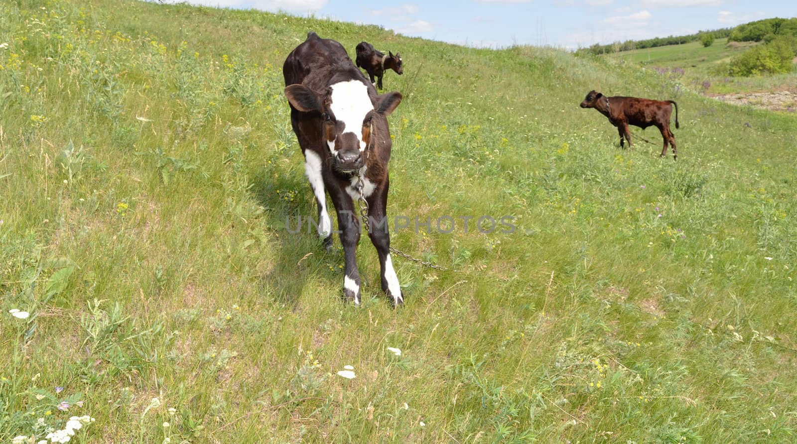 The calf, on meadow. The Herb and flowerses.