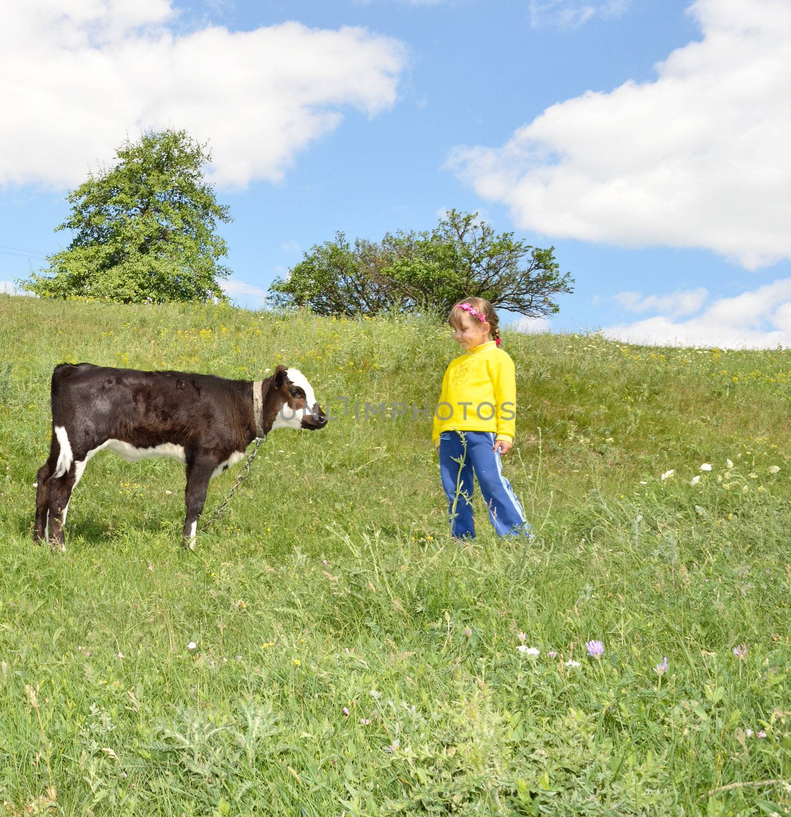 The Child and calf, on meadow. The Herb and flowerses.