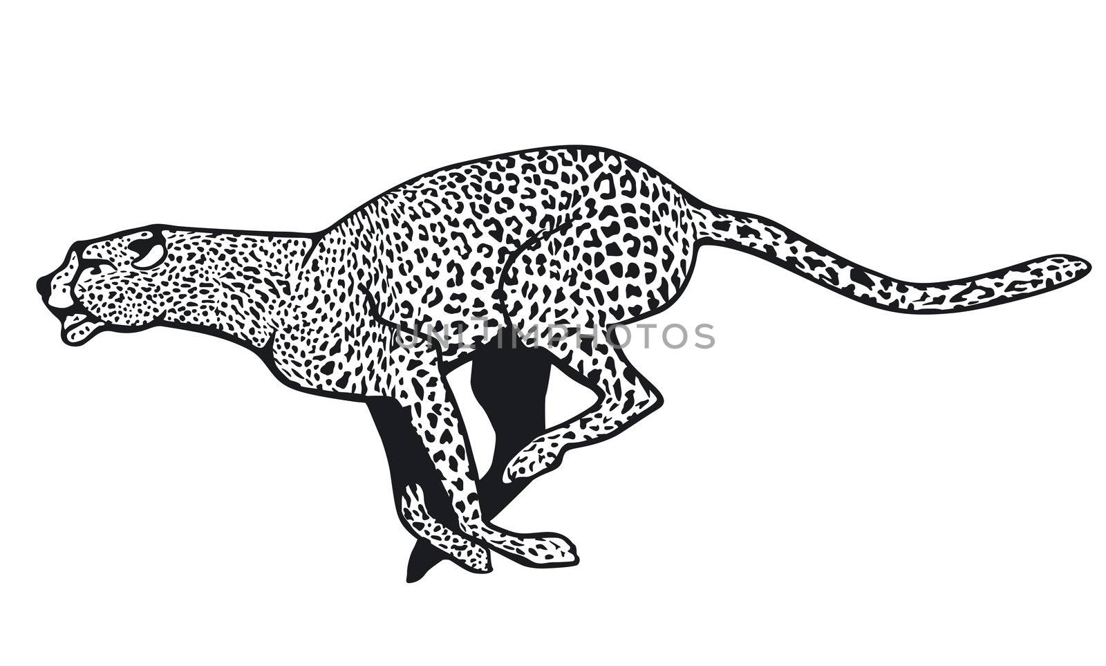 cheetah by scusi