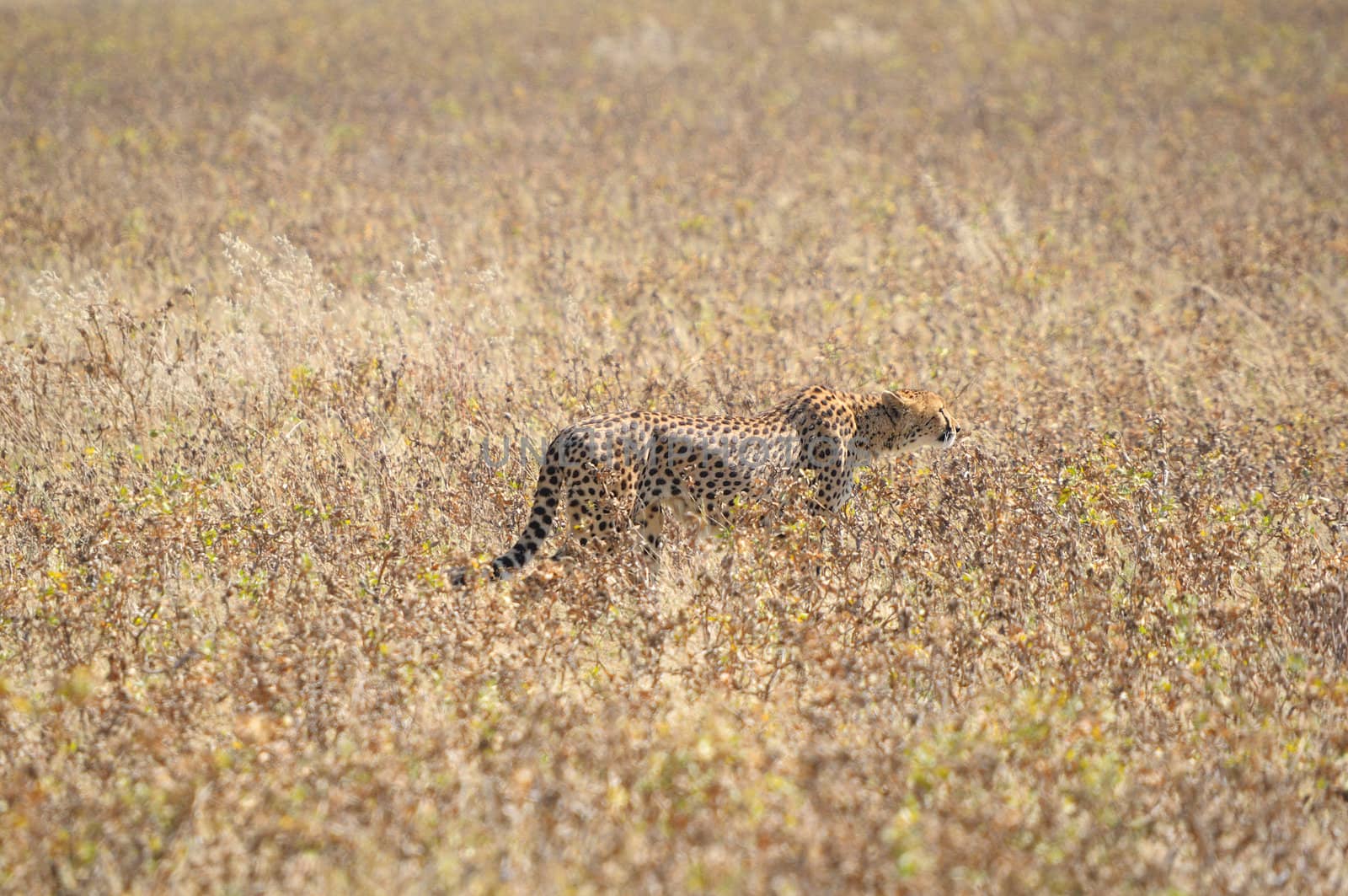 Cheetah in the Etosha National Park, Namibia