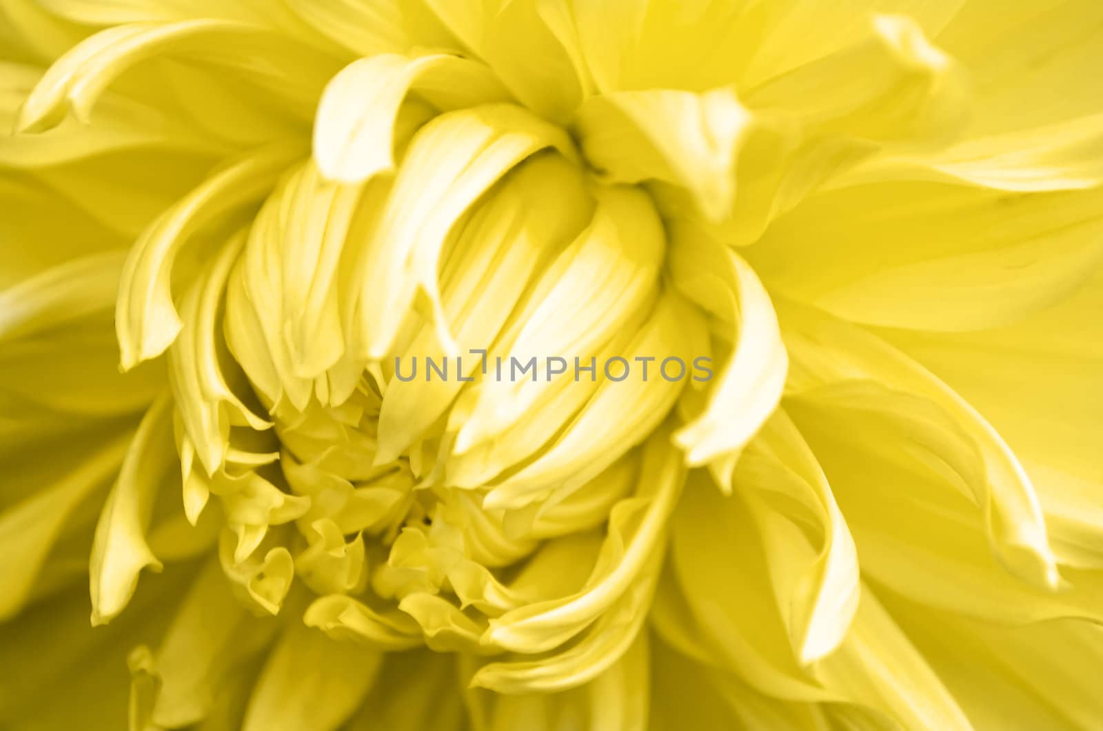 Yellow Flower by tonyoquias