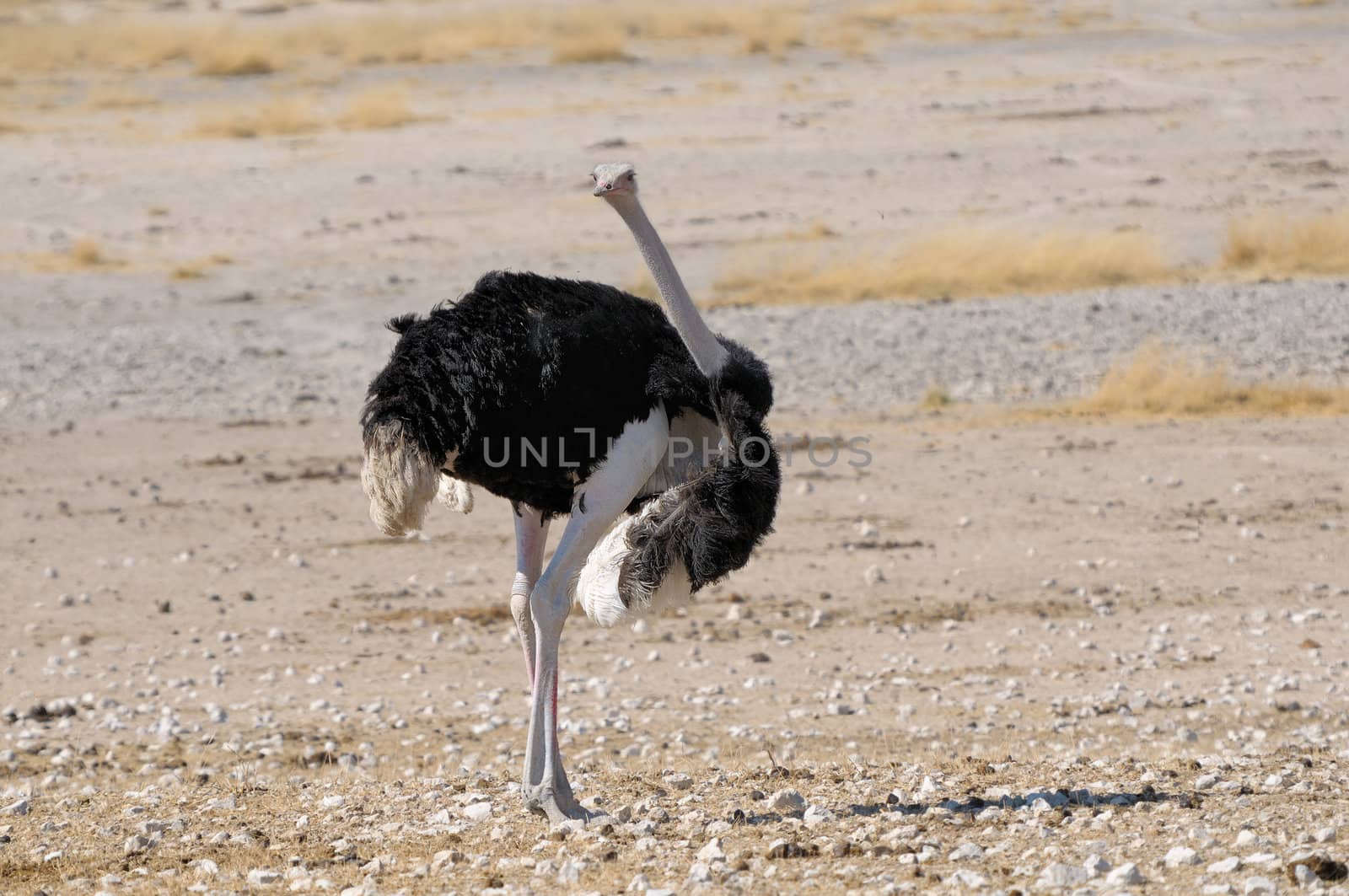 Male Ostrich in the Etosha National Park, Namibia