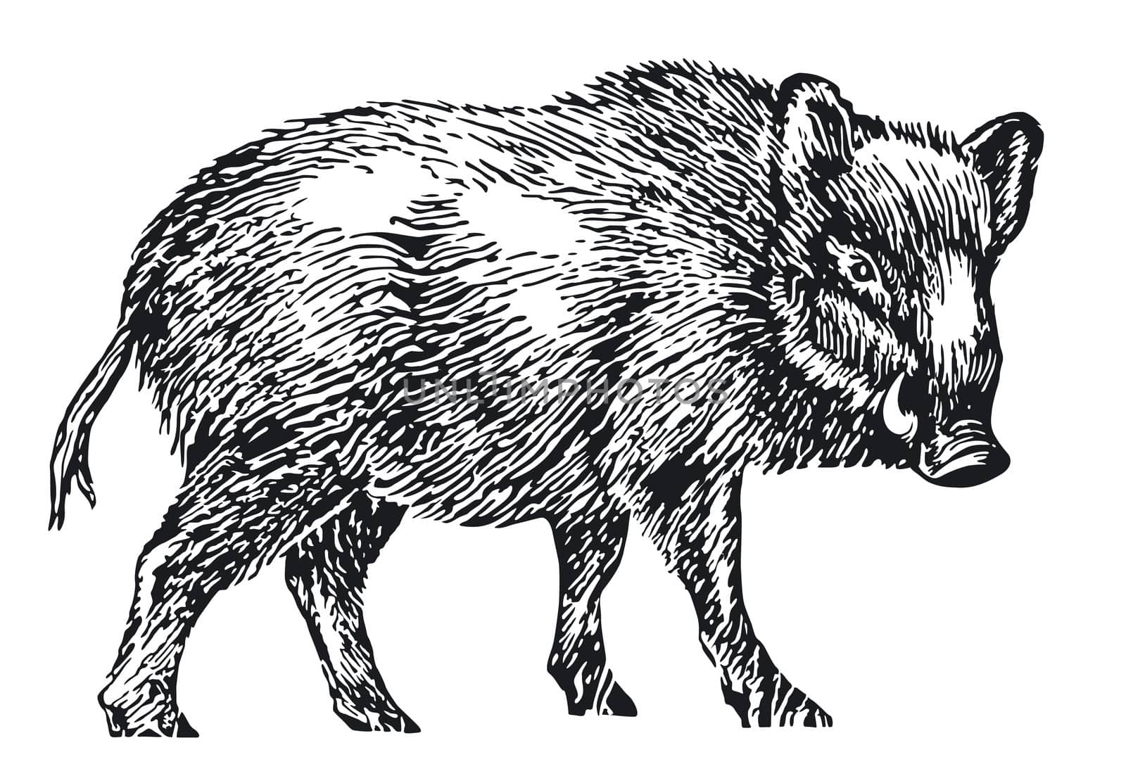 wild boar by scusi