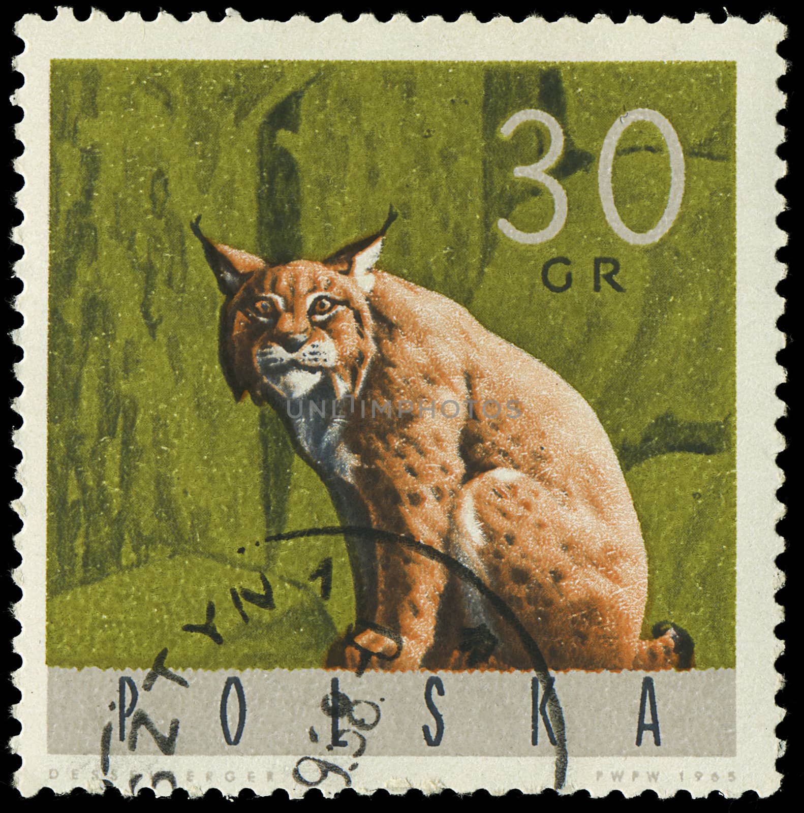 POLAND - CIRCA 1965: A stamp printed in Poland from the "Forest Animals" issue shows a lynx, circa 1965.