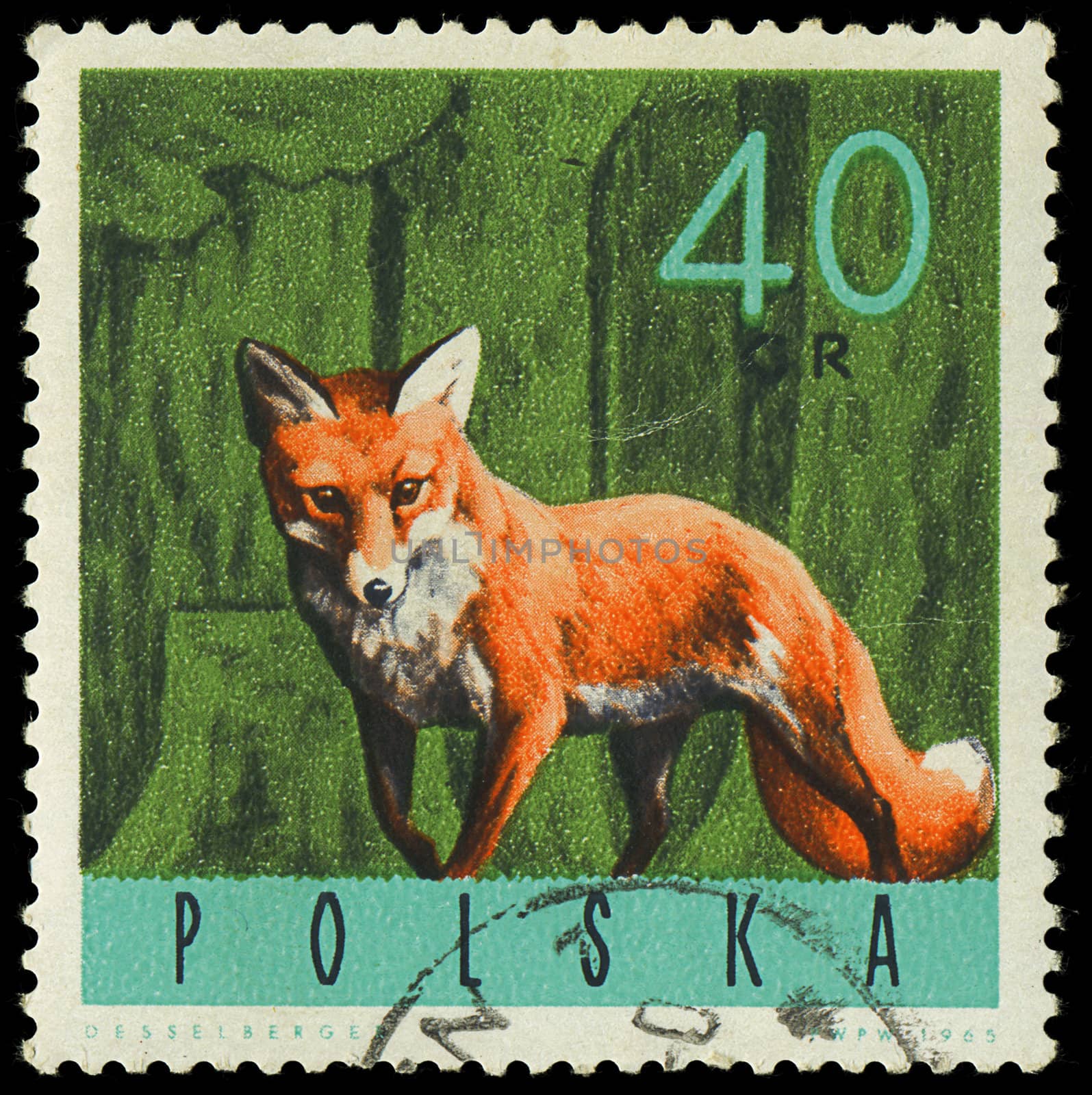 POLAND - CIRCA 1965: a stamp printed in the Poland shows Red Fox, Vulpes Vulpes, circa 1965