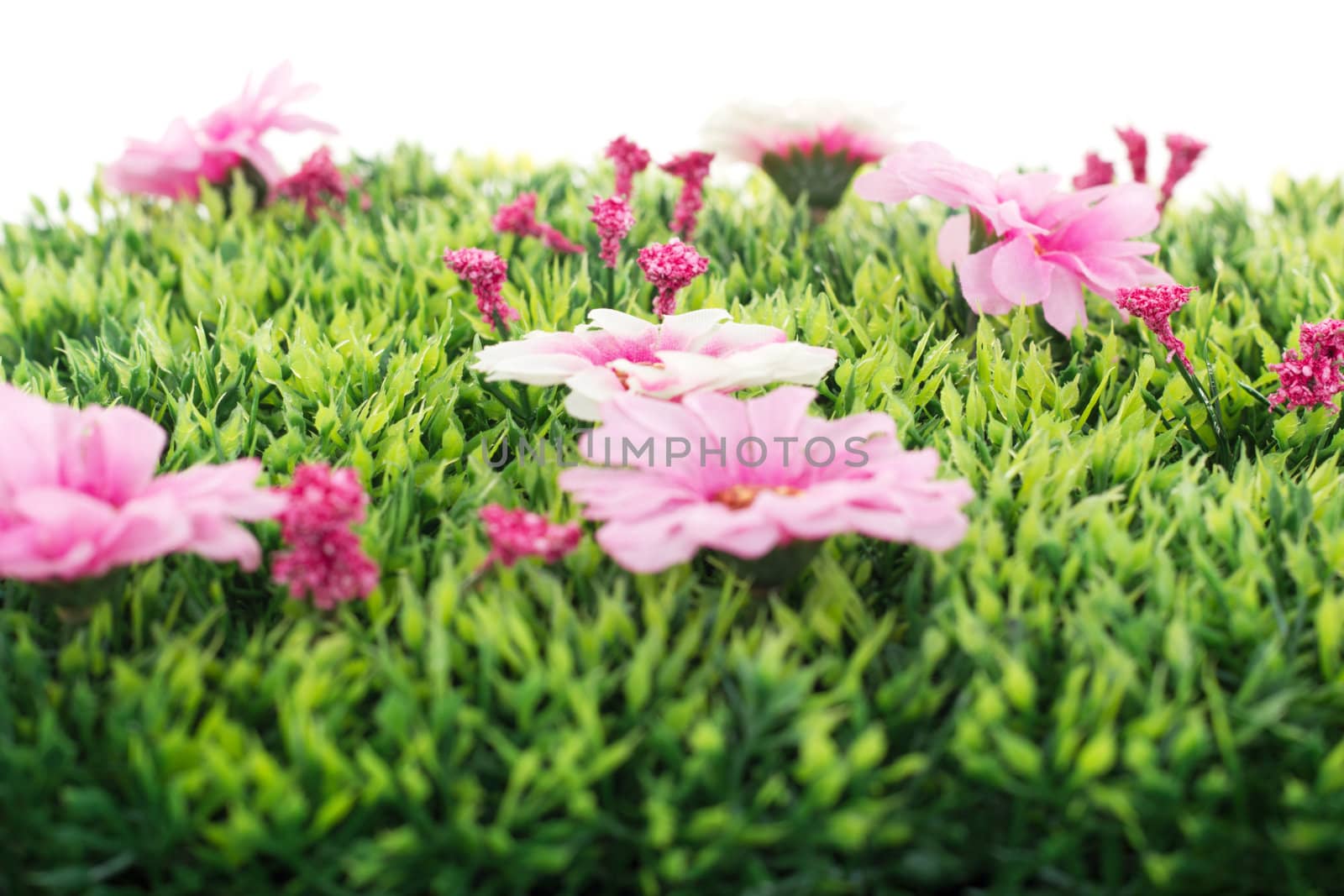Beautiful flowers on grass