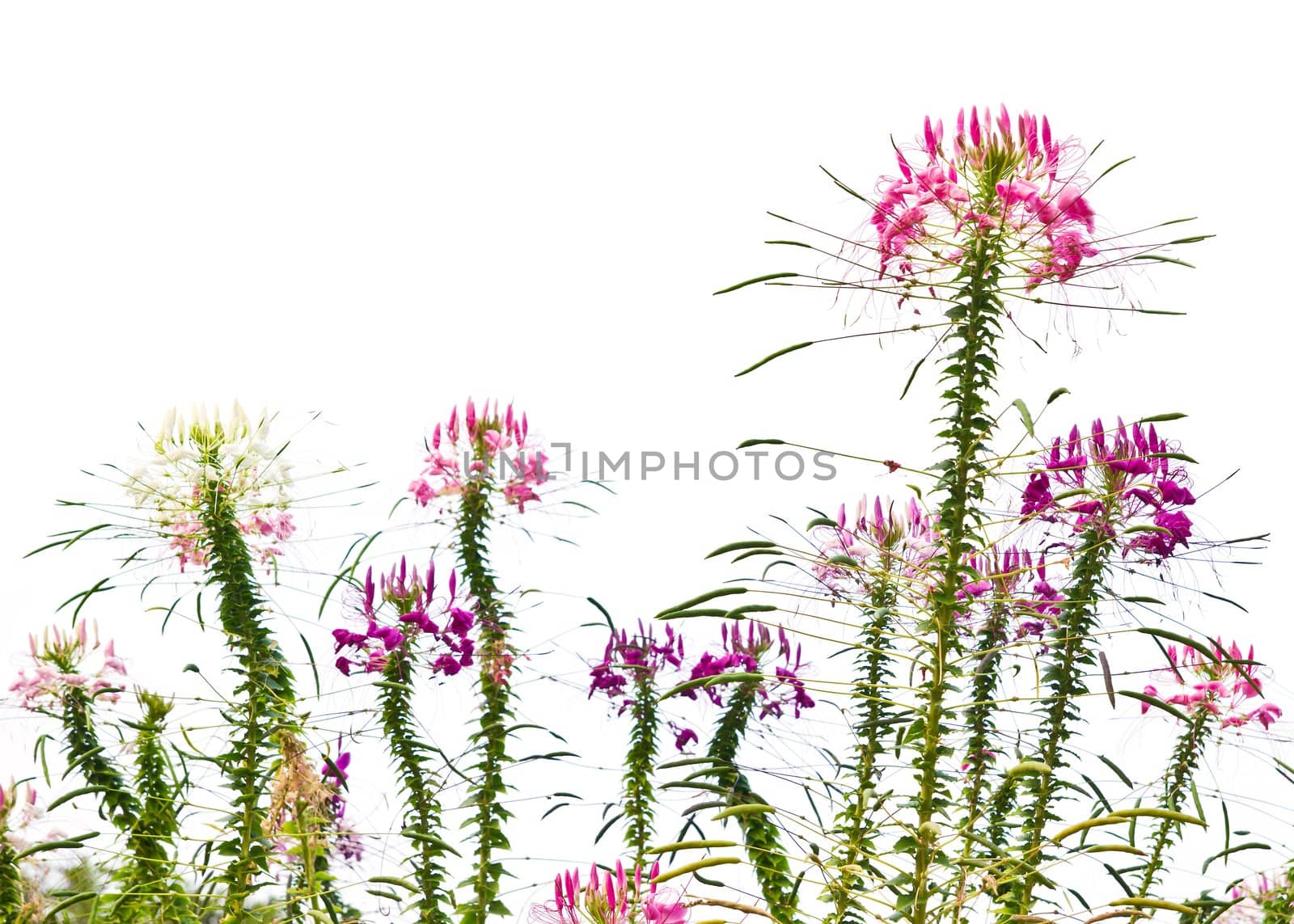 Cleome hassleriana by Myimagine