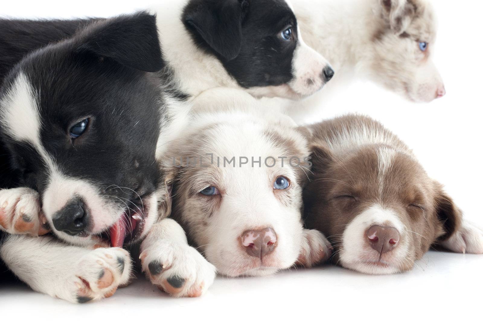 puppies border collie by cynoclub