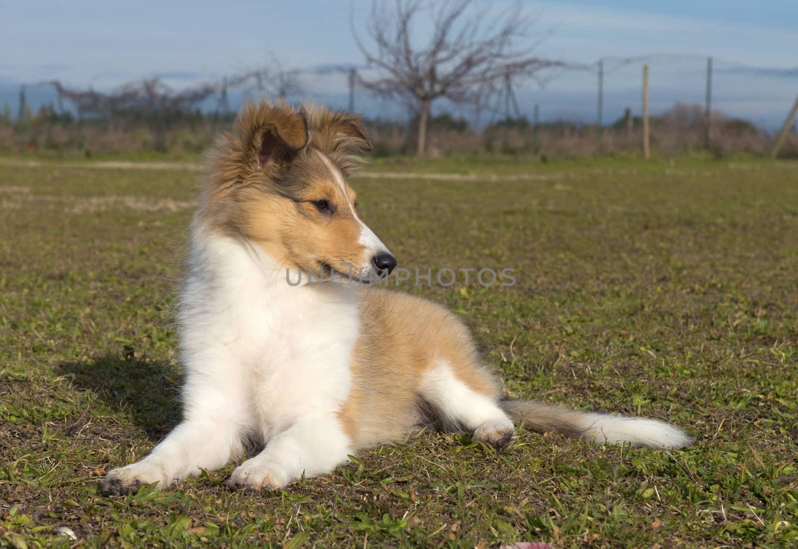 puppy shetland by cynoclub