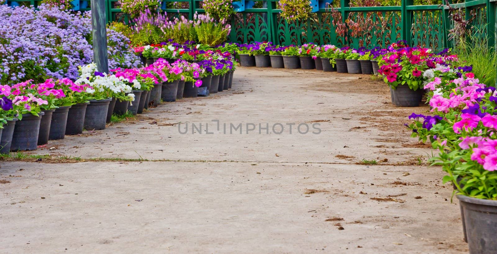 Pathway in the garden by Myimagine