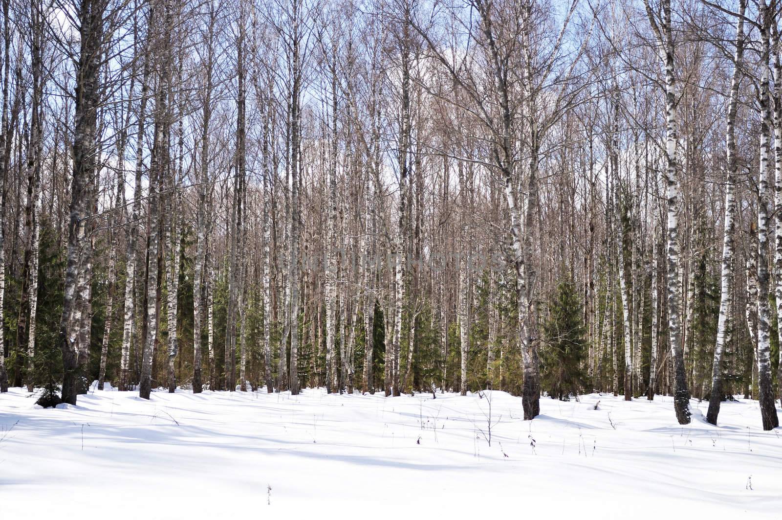 Birch and fir trees in winter forest