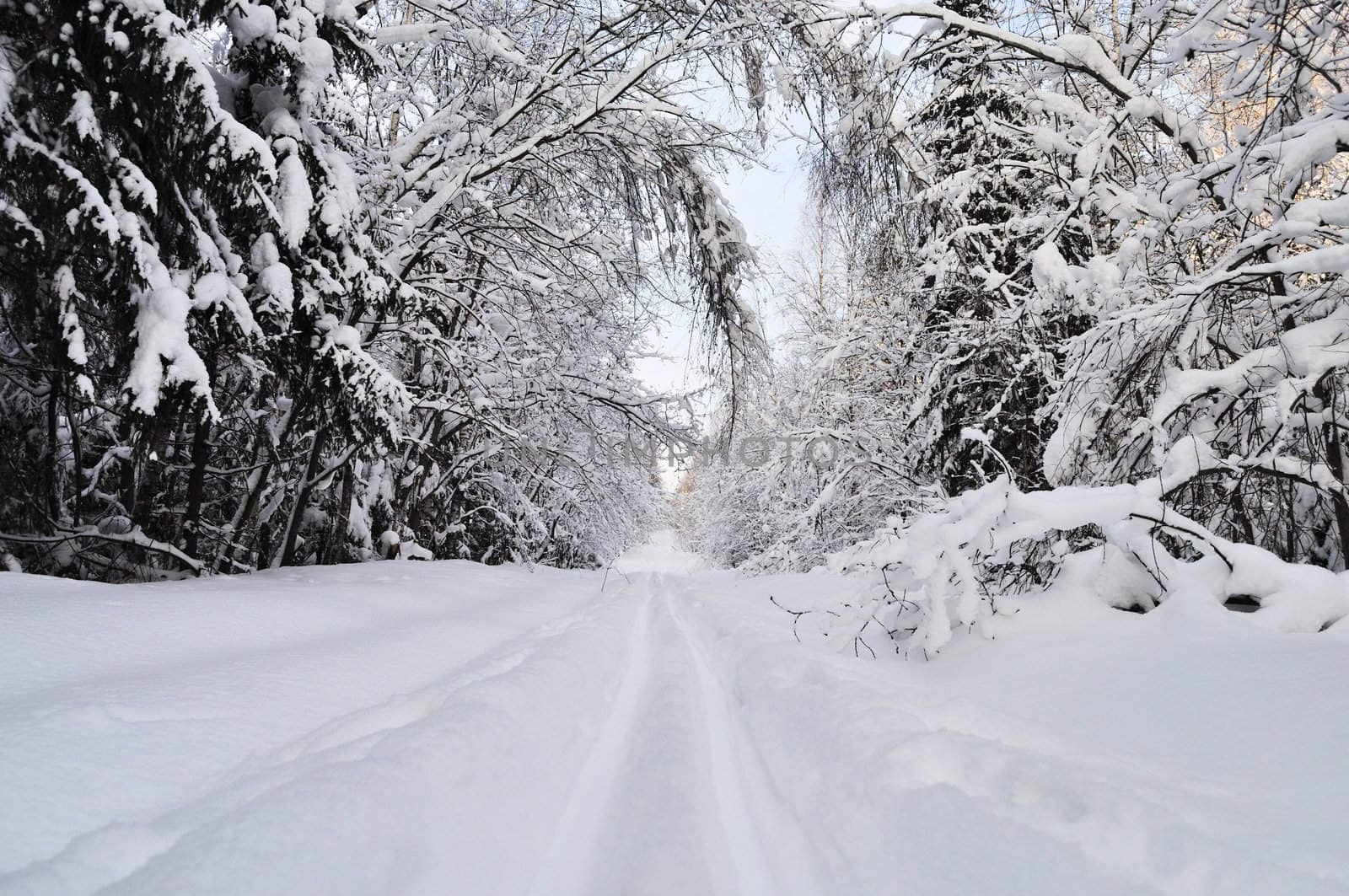 Winter forest with ski track, Russia