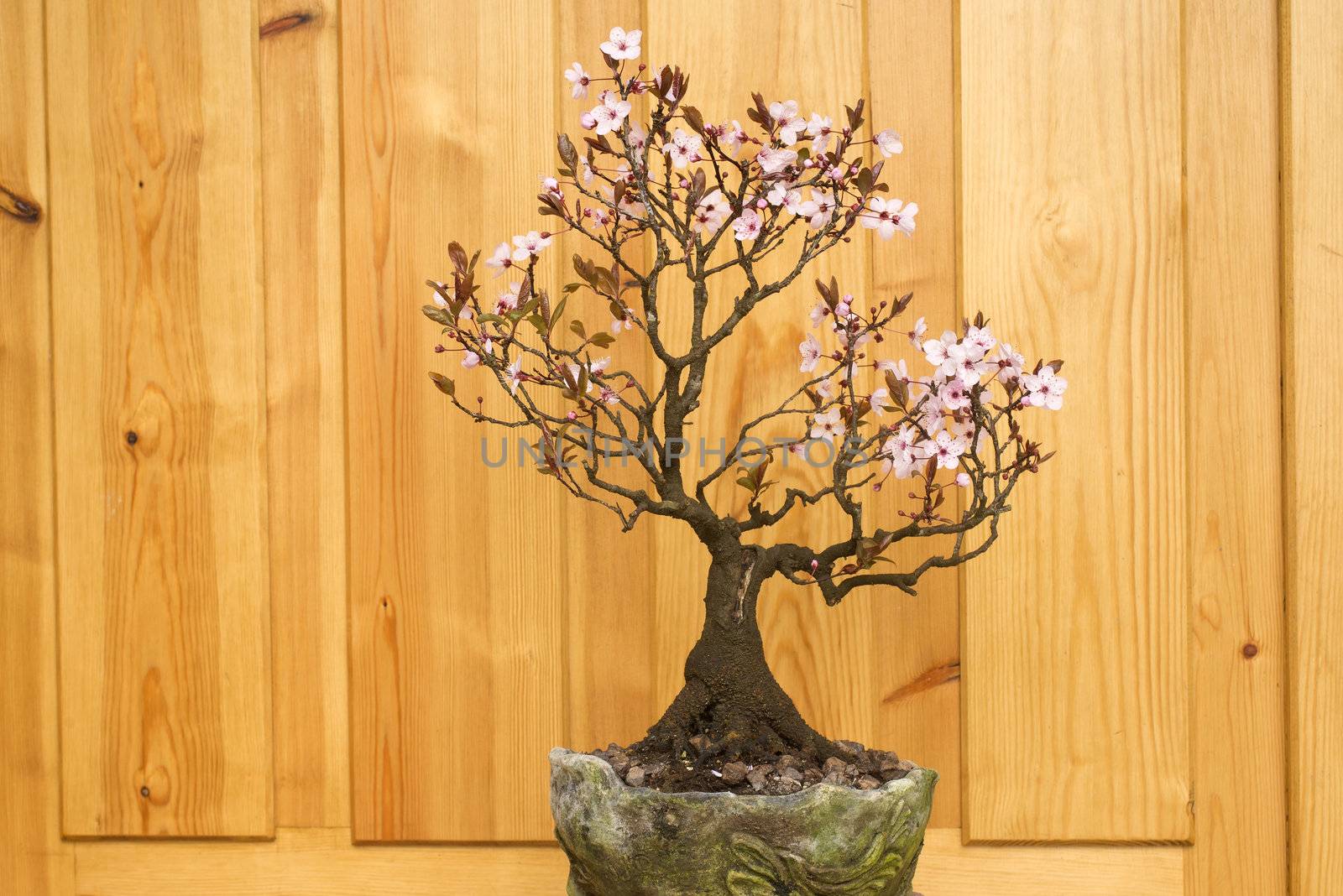 plum blossom bonsai potted  by Carche