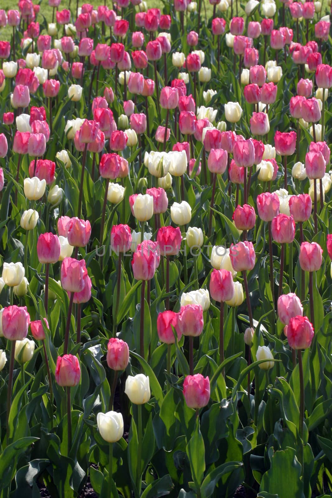 Tulips in full bloom