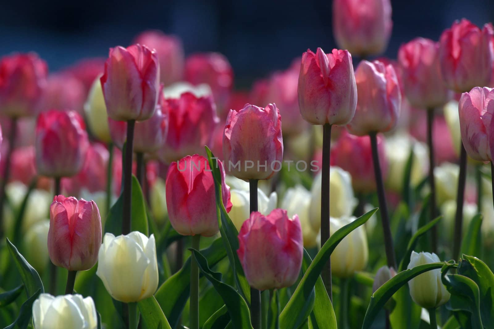 Tulips in full bloom