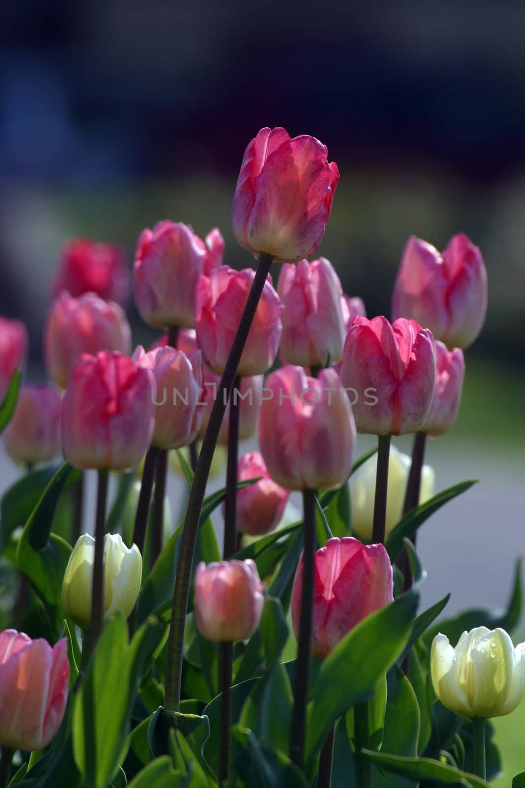 Tulips in full bloom