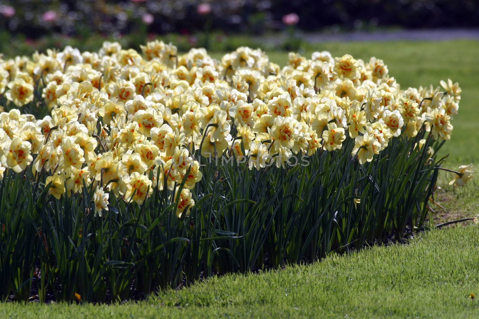 Daffodils