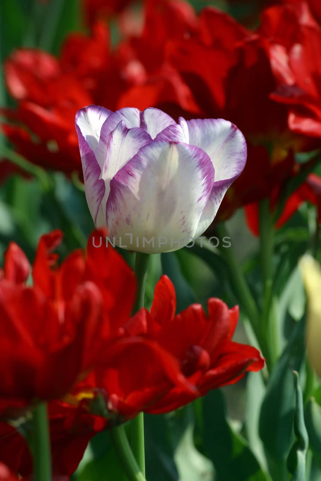 Tulips in full bloom