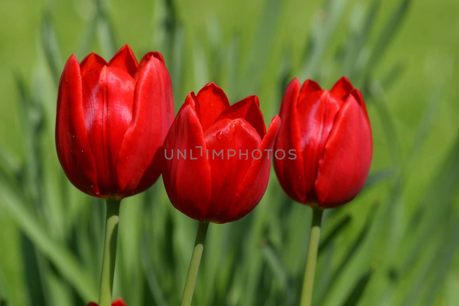 Red tulips in spring