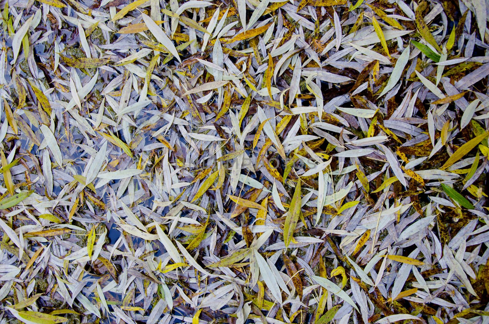 Willow leaves fallen on ground in autumn. Elongated narrow leaf background.