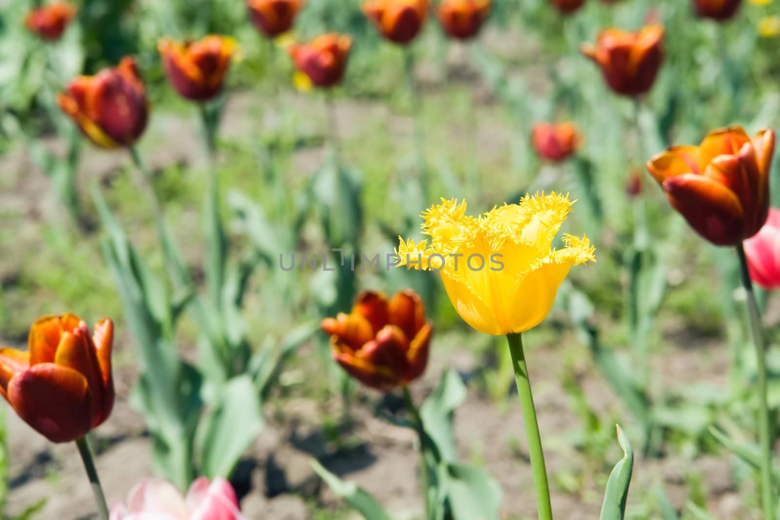 Yellow tulip against red tulips on a bed