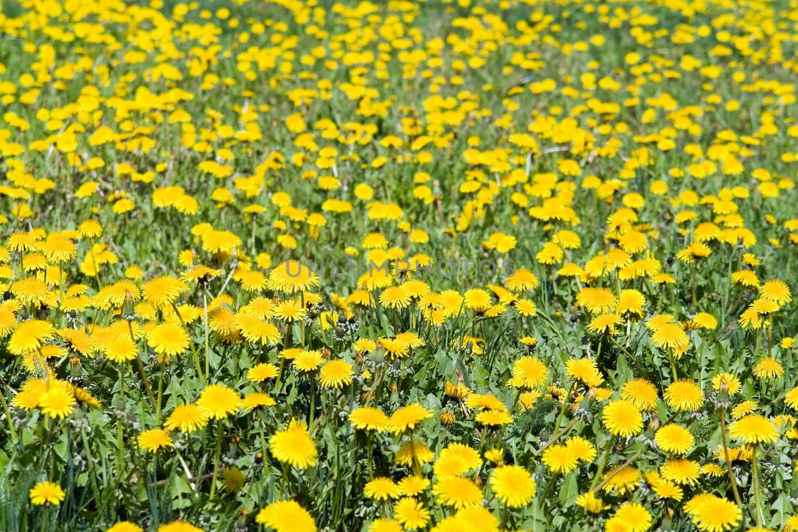 Summer background. A yellow meadow with dandelions.
