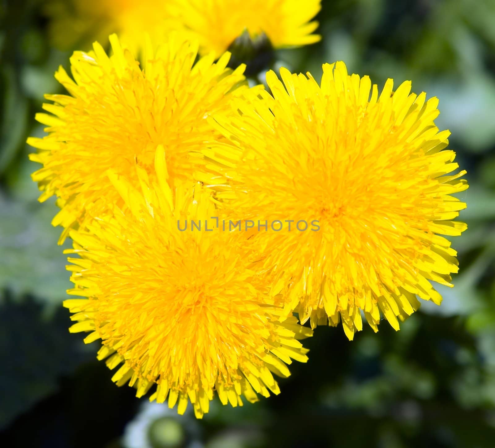 The yellow dandelions on a green background