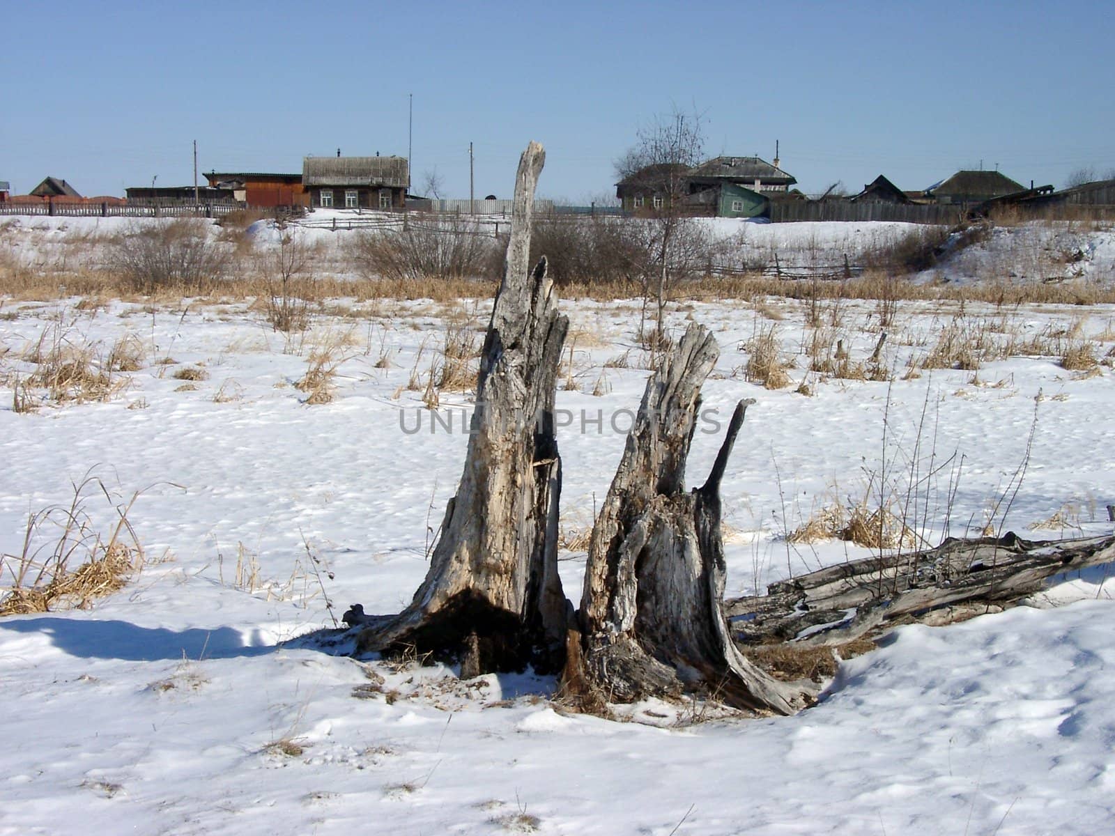 Fragments of old broken poplar, grown old together with the village.