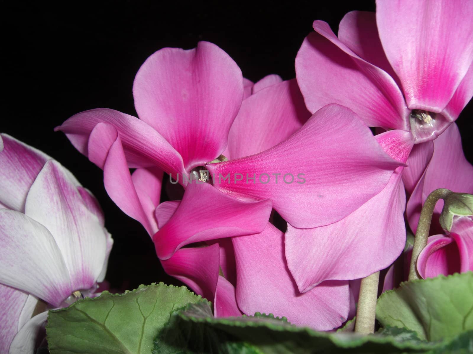 pink blossoms of cyclamen 
