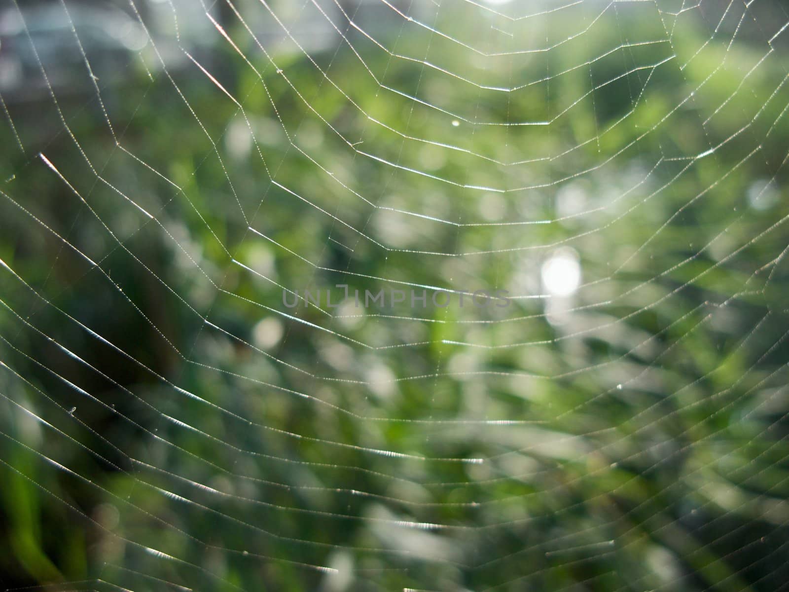 Spider's Web by alister
