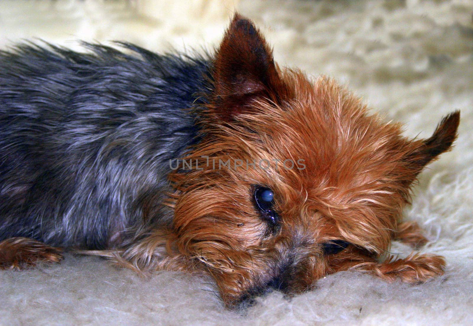 A dog trying to sleep on a rug