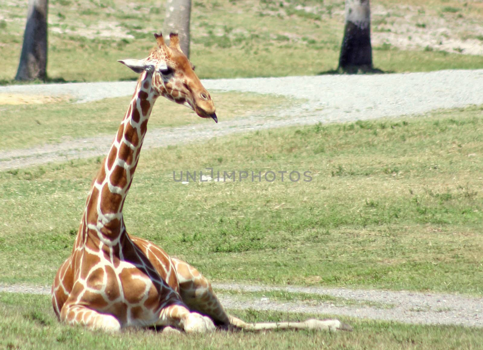 A Giraffe with it's tongue sticking out