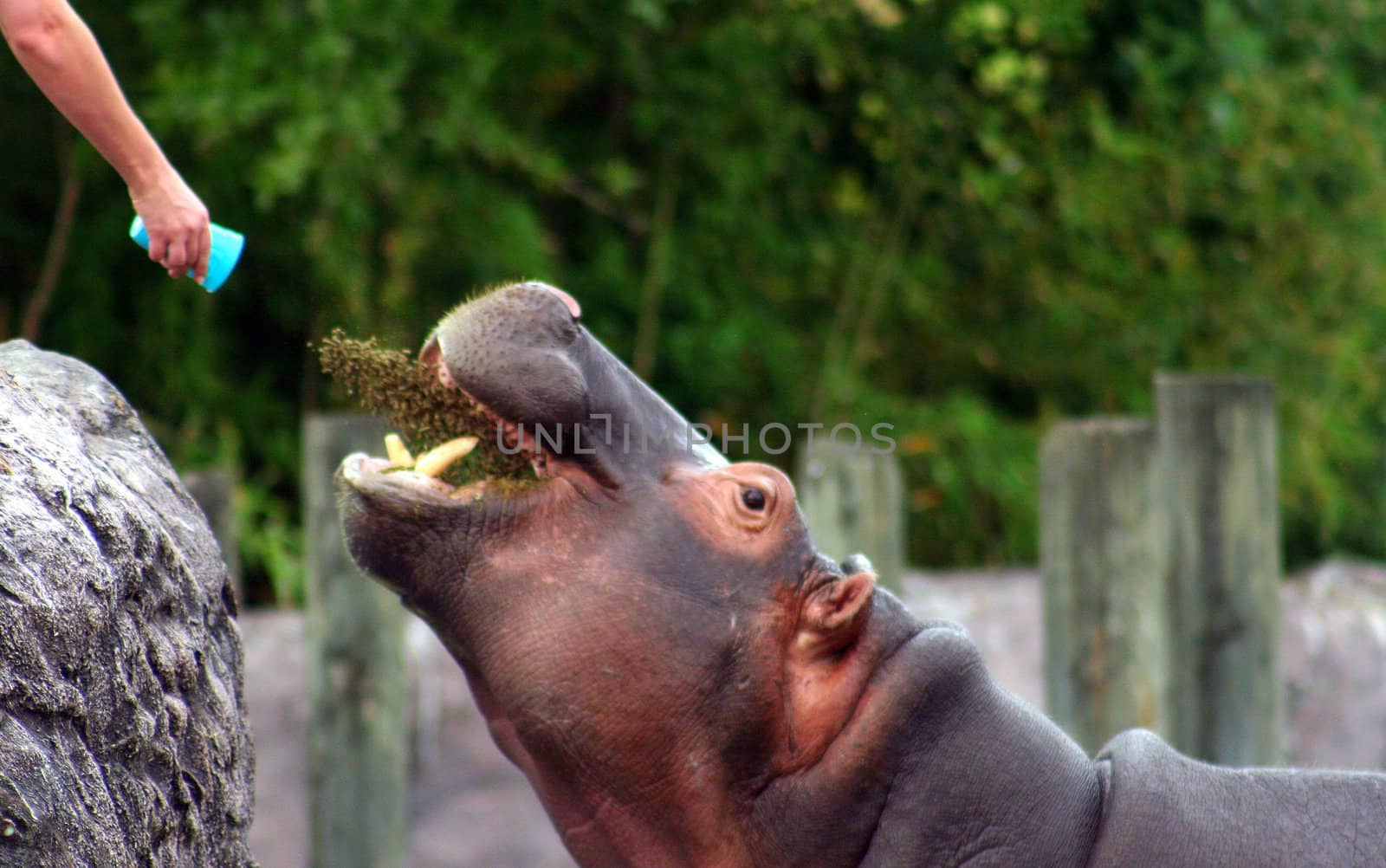 A Hippo catching his food