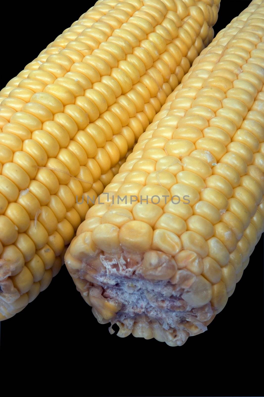 Two corn on the Cob isolated on white