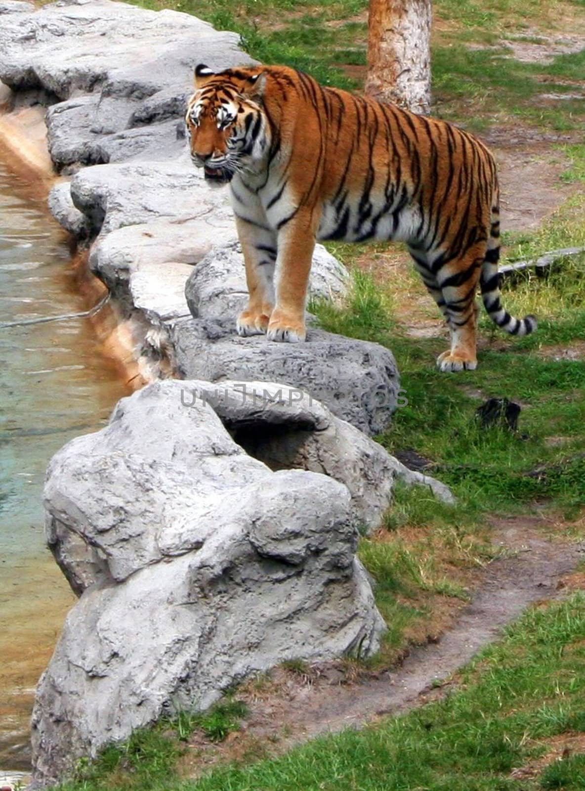 Tiger standing on a rock