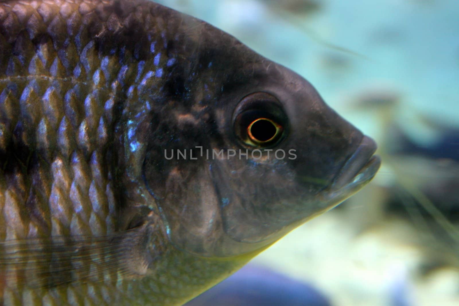 A Fish Swimming in a Big Tank