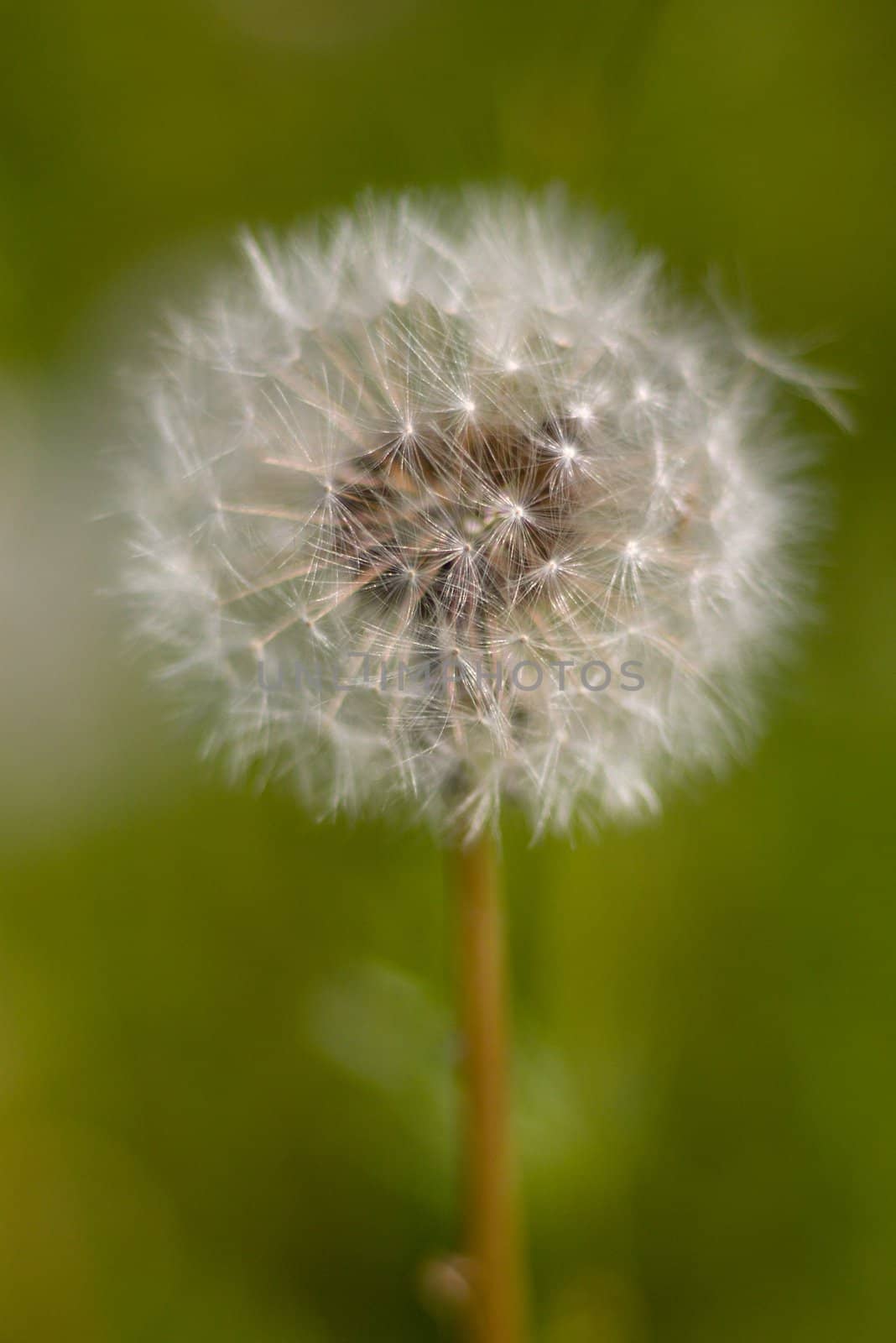 Dandelion seed head.the year field flower.