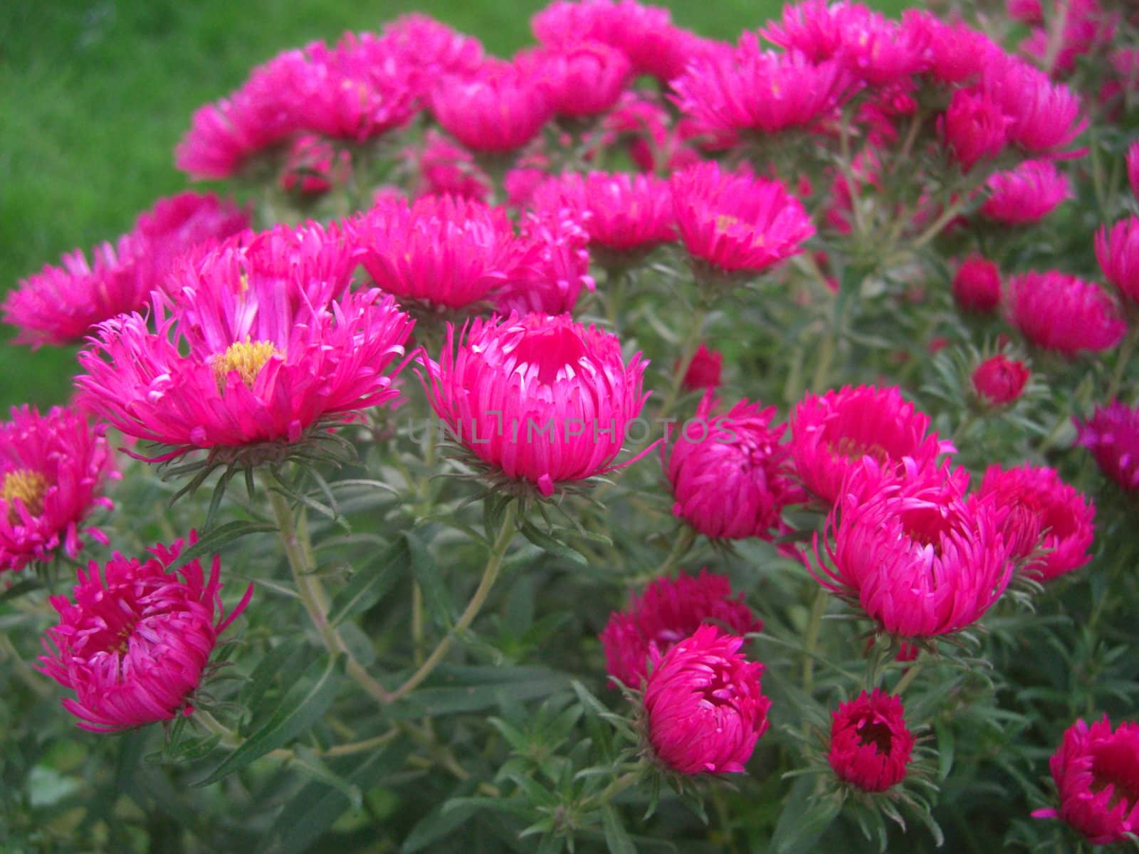 bright aster bush in a meadow. Dendranthema grandiflorum, Florist's Daisy