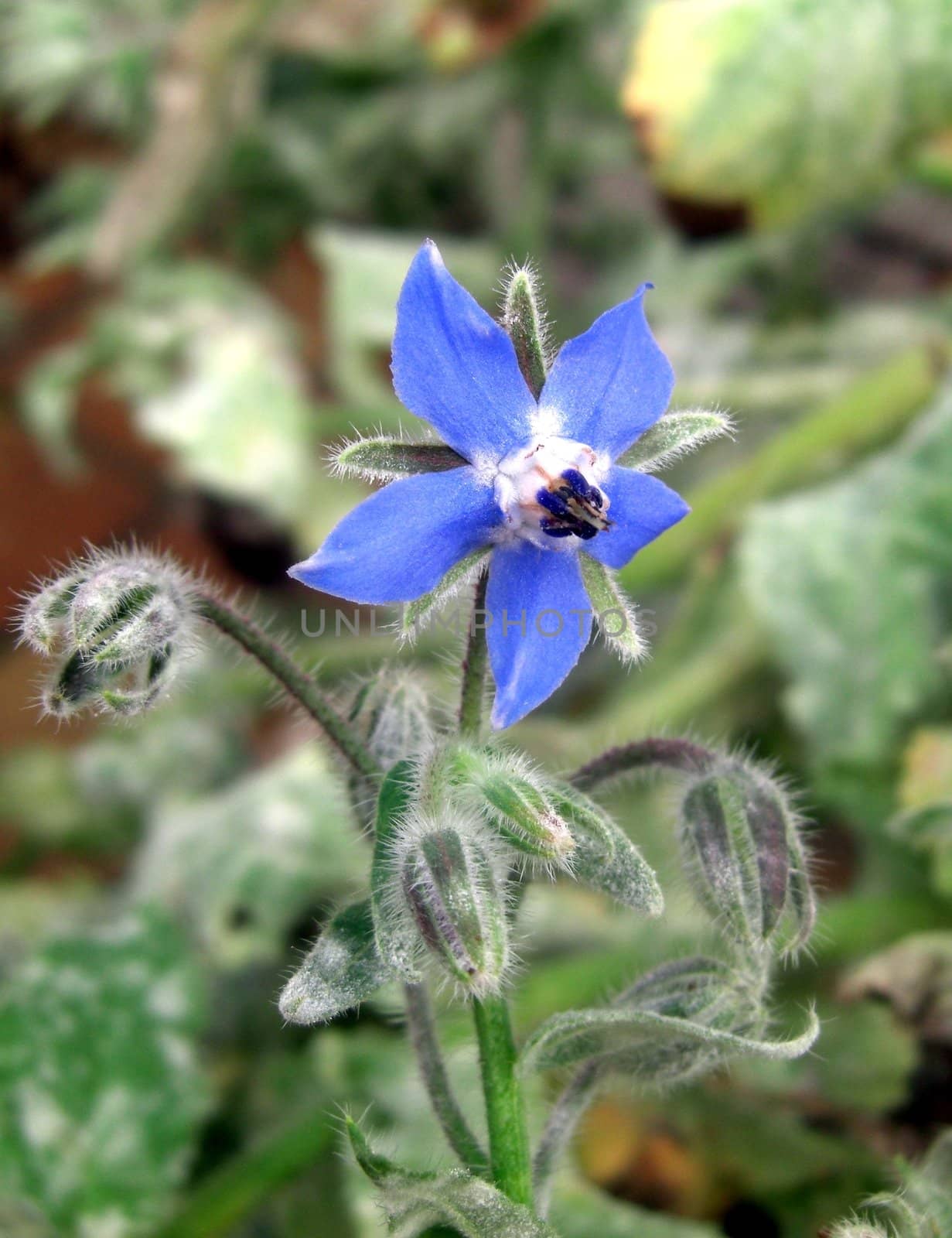 starlike blossom of the spice plant borago officinalis