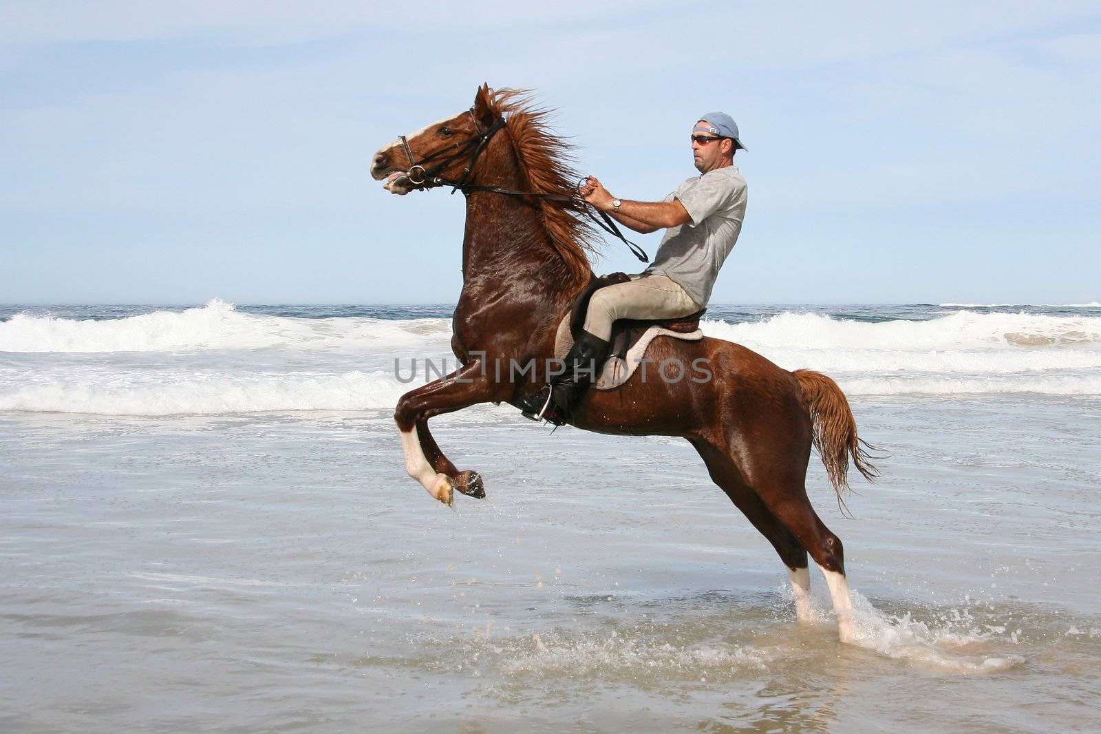 Rearing brown horse and rider in the water at the beach