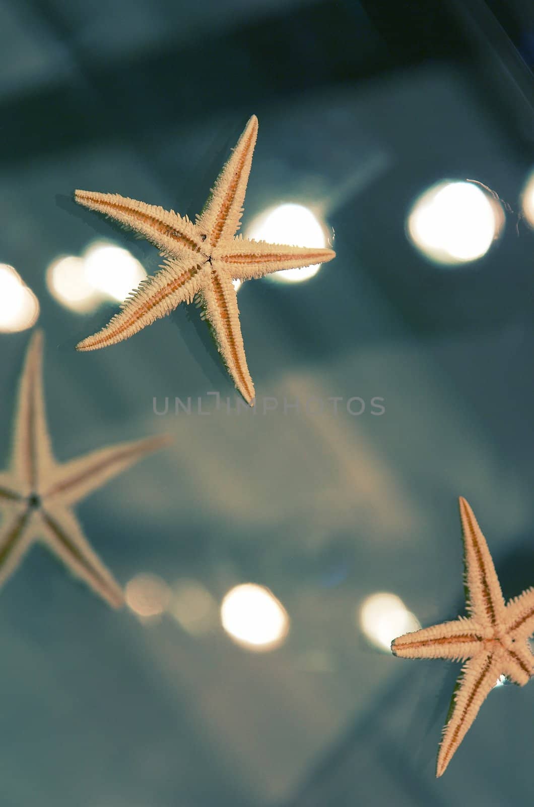 Starfishes on a dark blue glass background