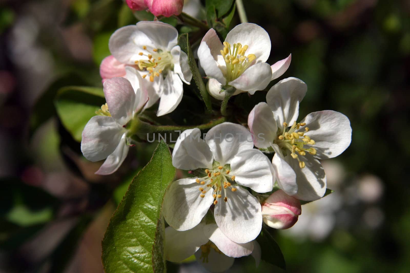 Close up of fruit flowers in the earliest springtime