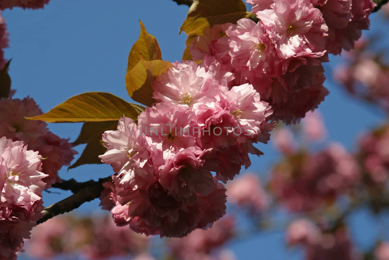 Japanese cherry blossoms