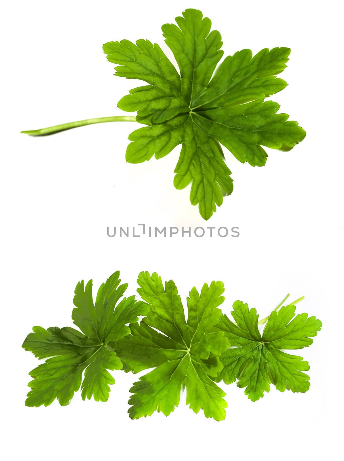 fresh green geranium leaf isolated on white background