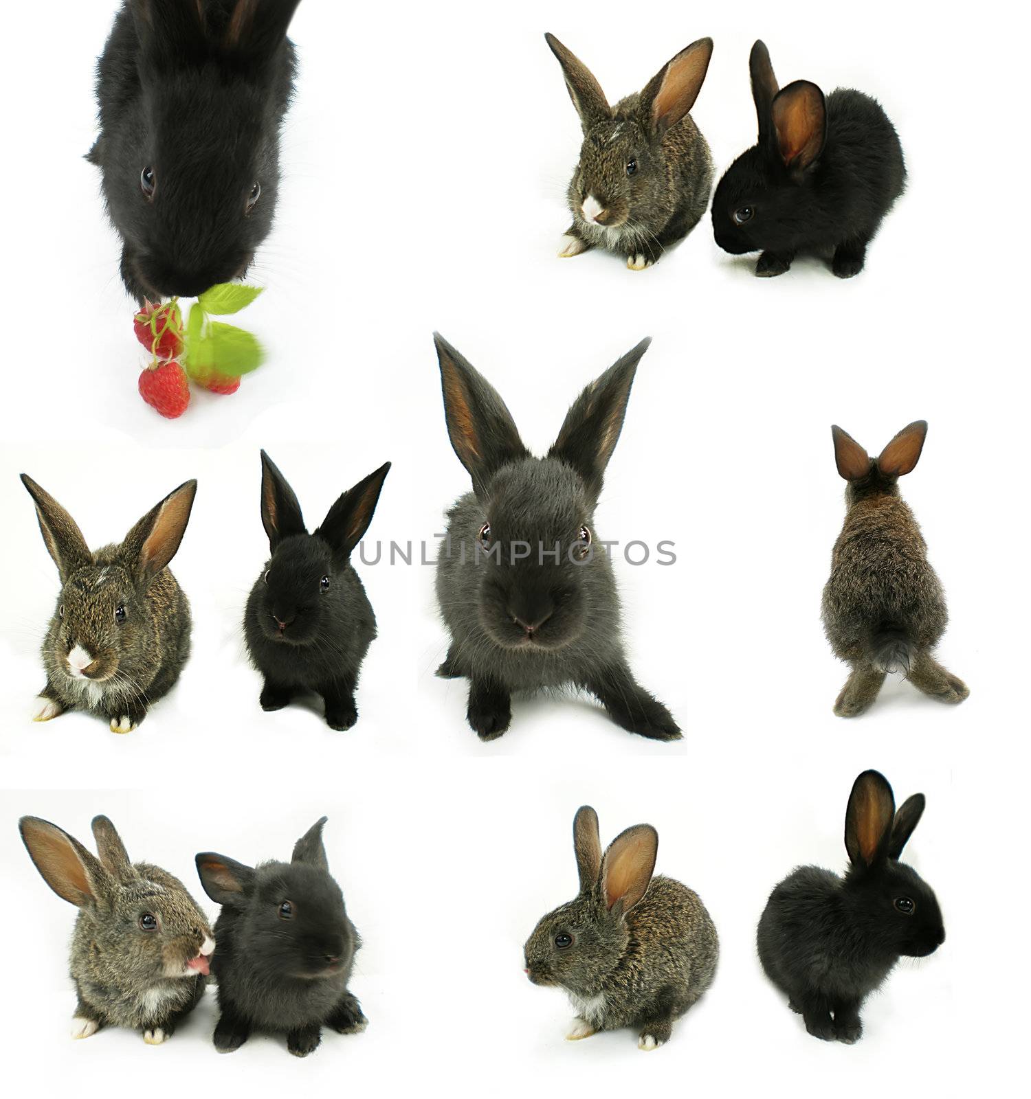 Black and grey rabbits isolated on white background