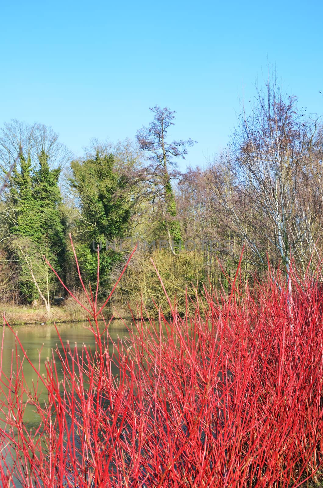 Winter scene with red shrub