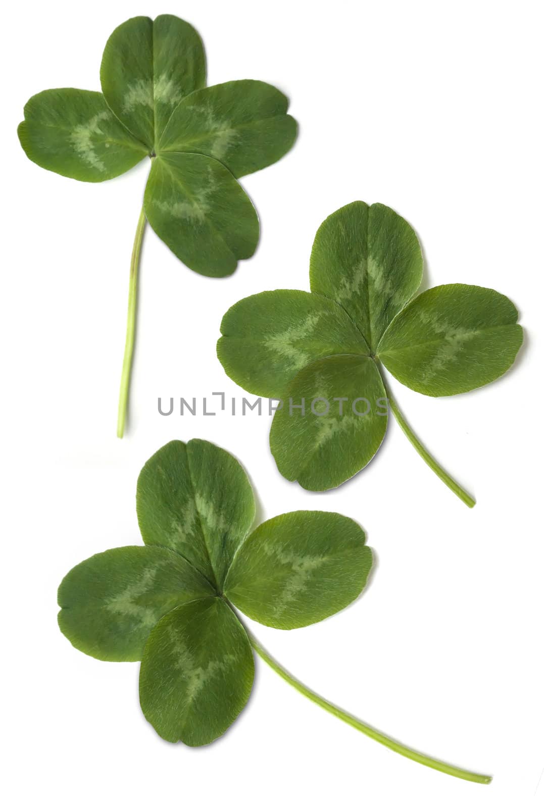 four leaved clover isolated on white background