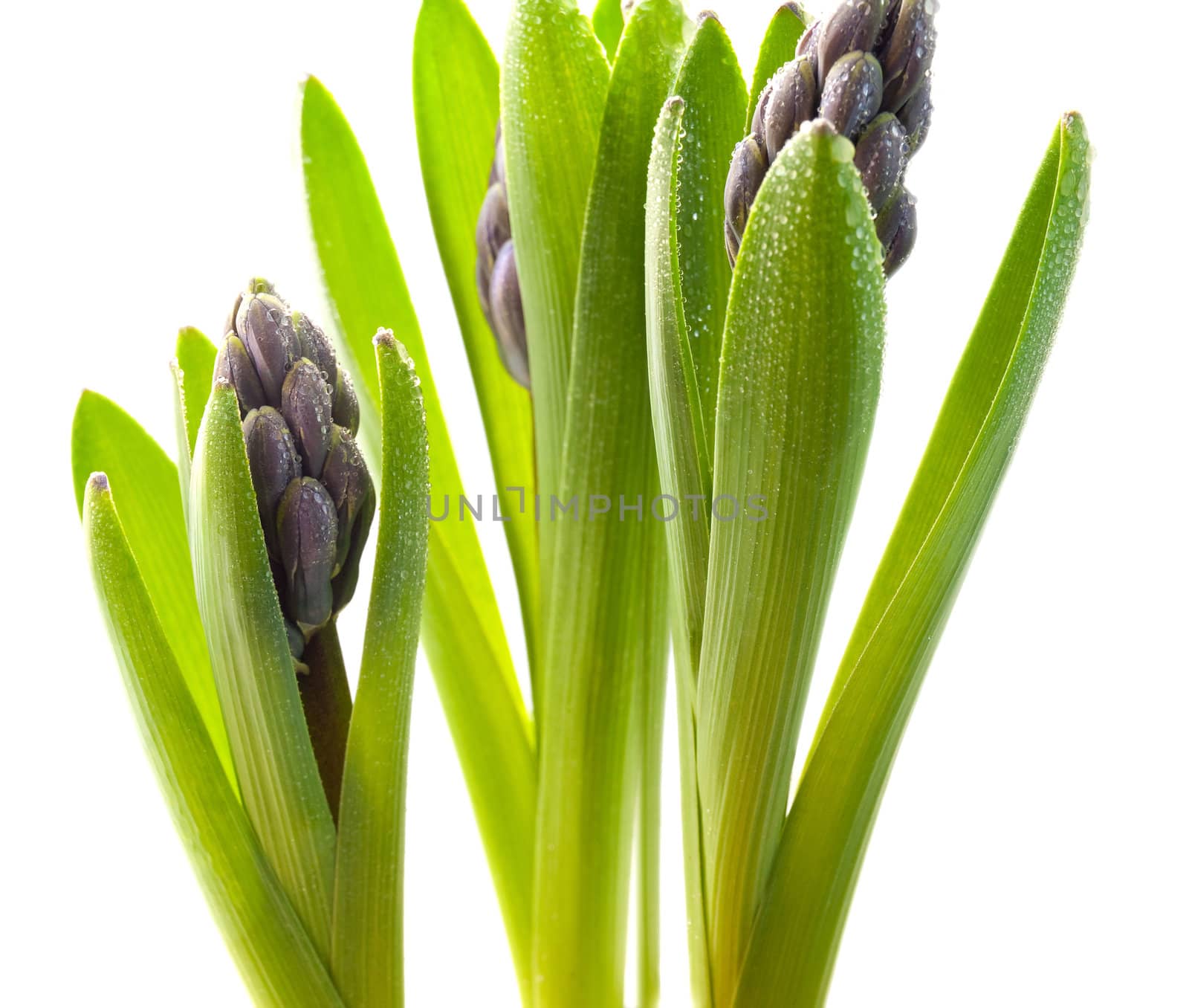 Purple hyacinth getting flowered on white background