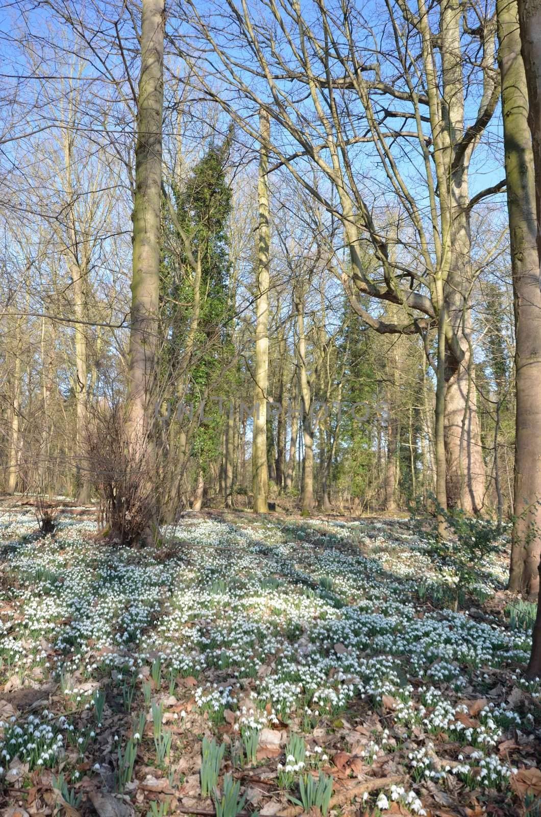 Trees and snow drops