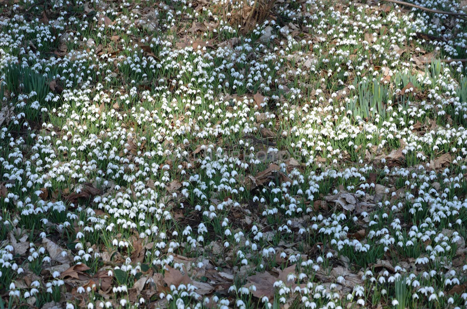 Carpet of snow drops